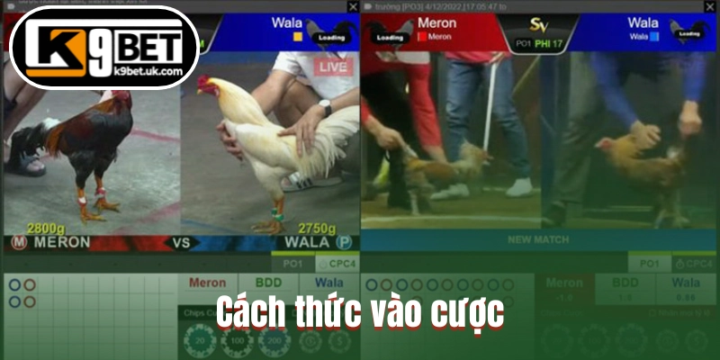 Cách thức vào cược