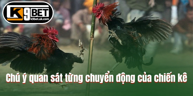 Chú ý quan sát từng chuyển động của chiến kê