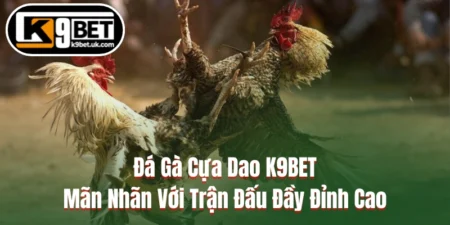 Đá Gà Cựa Dao K9BET - Mãn Nhãn Với Trận Đấu Đầy Đỉnh Cao