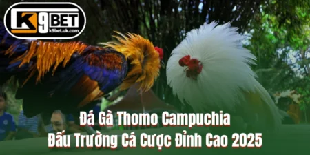 Đá Gà Thomo Campuchia -Đấu Trường Cá Cược Đỉnh Cao 2025