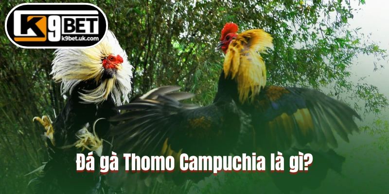 Đá gà Thomo Campuchia là gì?