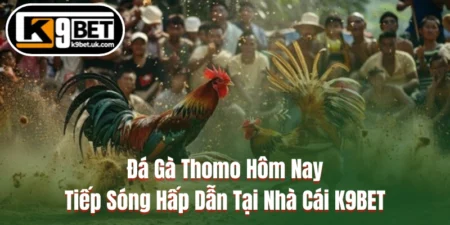 Đá Gà Thomo Hôm Nay - Tiếp Sóng Hấp Dẫn Tại Nhà Cái K9BET