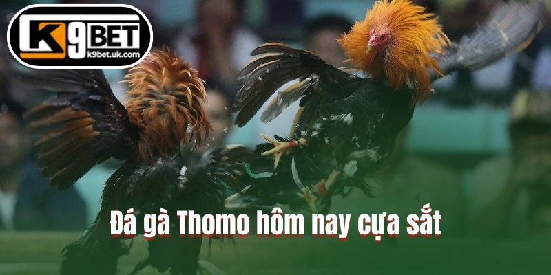 Đá gà Thomo hôm nay cựa sắt