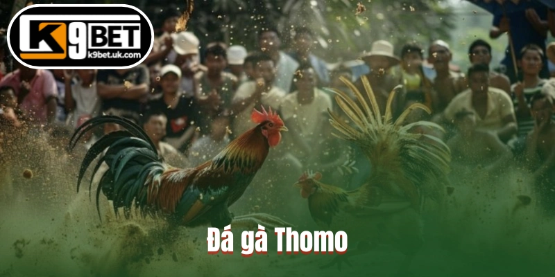 Đá gà Thomo