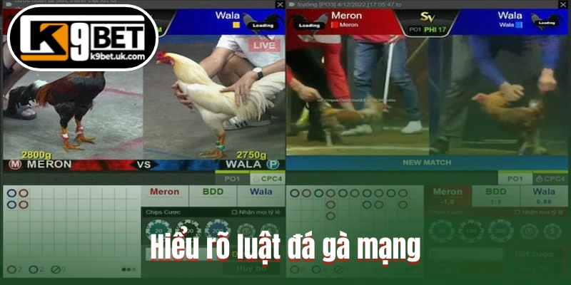 Hiểu rõ luật đá gà mạng