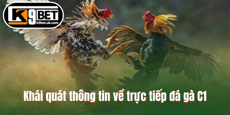 Khái quát thông tin về trực tiếp đá gà C1