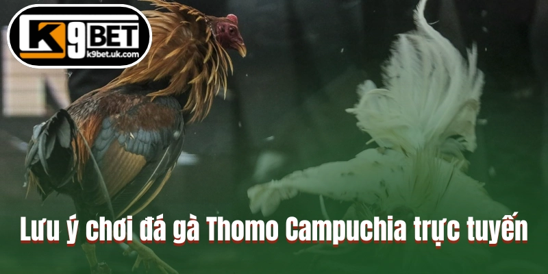 Những lưu ý khi chơi đá gà Thomo Campuchia trực tuyến