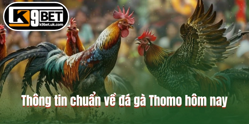 Thông tin chuẩn về đá gà Thomo hôm nay